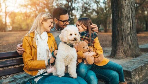 Poodle sales family dog